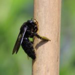 a carpenter bee on a stick