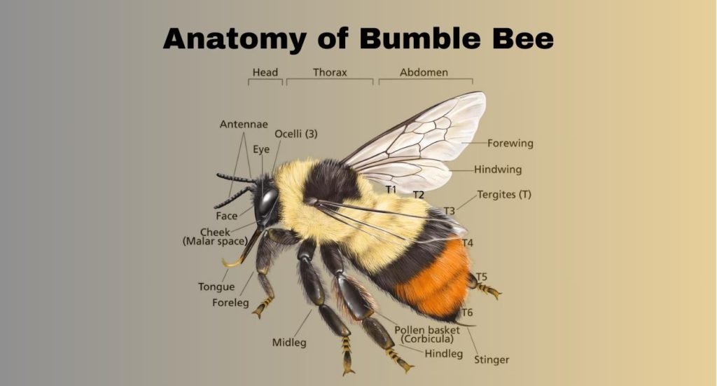 a bumble bee anatomy