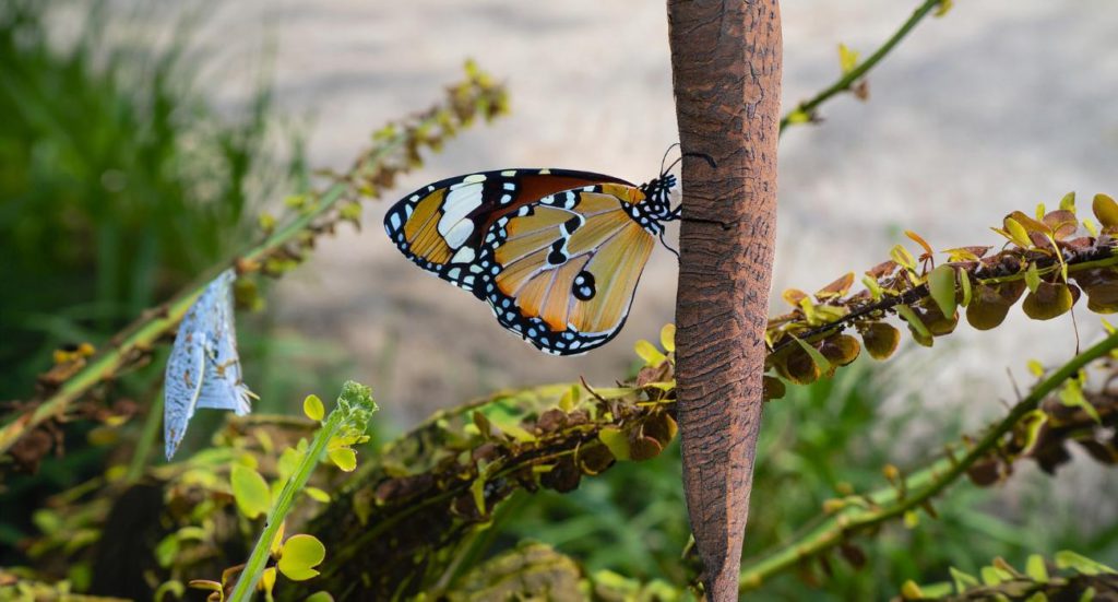 a butterfly on a stick