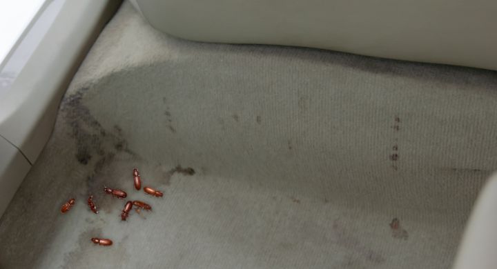 a group of beetles on a car carpet floor