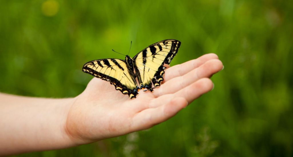 a butterfly on a hand