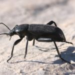 arizona beetle on rock