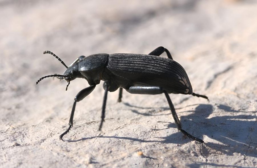 Arizona Beetles: Fascinating Facts and Essential Identification Tips