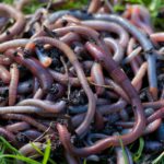 Mastering Cinder Worms: Expert Techniques Revealed
