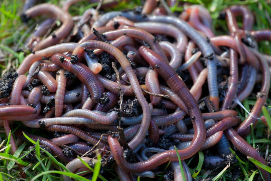 Mastering Cinder Worms: Expert Techniques Revealed