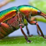 Florida Beetles on leaf