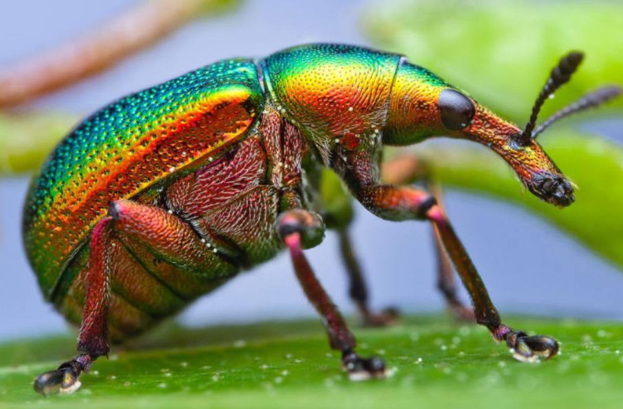 Florida Beetles: Nature’s Hidden Treasures