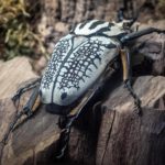 goliath beetle sitting on rocks
