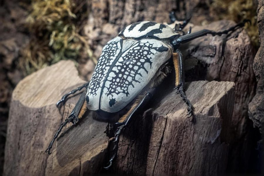 Unveiling the Secrets of Goliath Beetle: The World’s Largest Insects