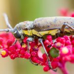 Hidden Palo Verde Beetle Mysteries: Habits, Lifecycle, and Facts
